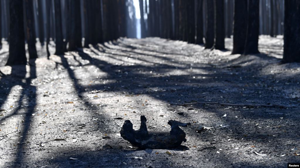 نفوق مليار حيوان في أستراليا
