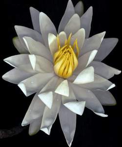 ضحك الرسول صلى الله عليه وسلم