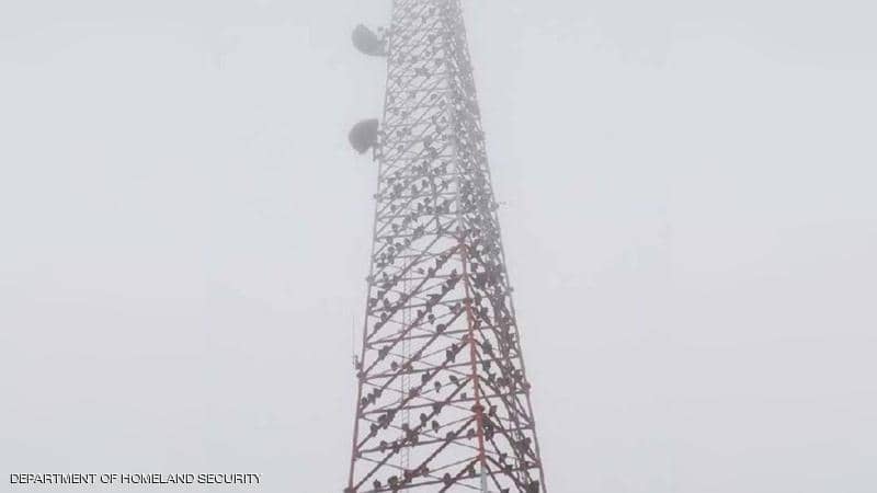 مئات النسور تحتل برج اتصالات أميركيا..