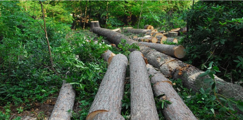 ربط أصحاب الضبوطات الحرجية بكفالات عدلية