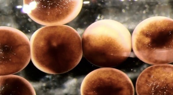 روبوتات ثورية دقيقة لمحاربة الخلايا السرطانية