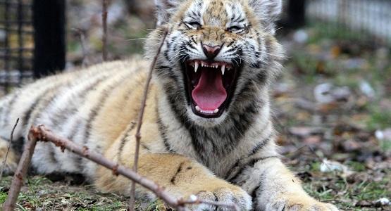 السعودية تضبط حيوانات مفترسة قادمة من