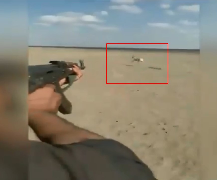 شاهد.. عملية صيد وحشية.. . فيديو