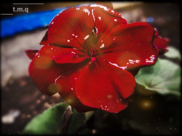 عدسة تمارا القلاب تبرز جمال منطقة