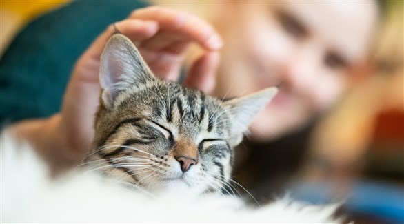 تعرف على أعراض حساسية القطط