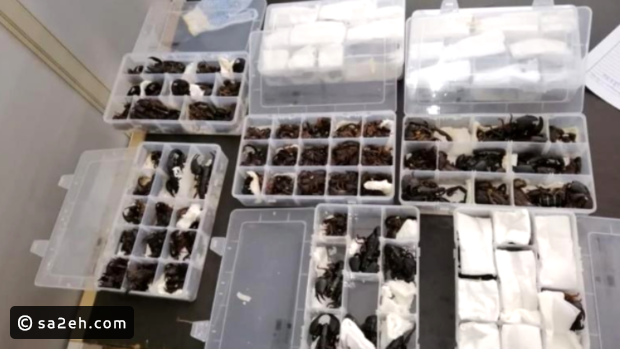 مسافر يحاول تهريب 200 عقرب حي