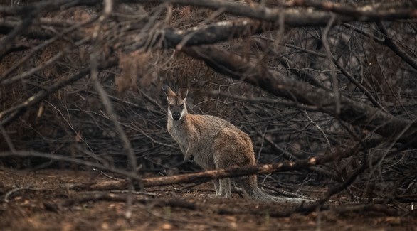 توقعات بخسائر بالمليارات لقطاع السياحة الأسترالي