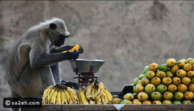 القرود تهاجم قرية هندية وتجبر سكانها