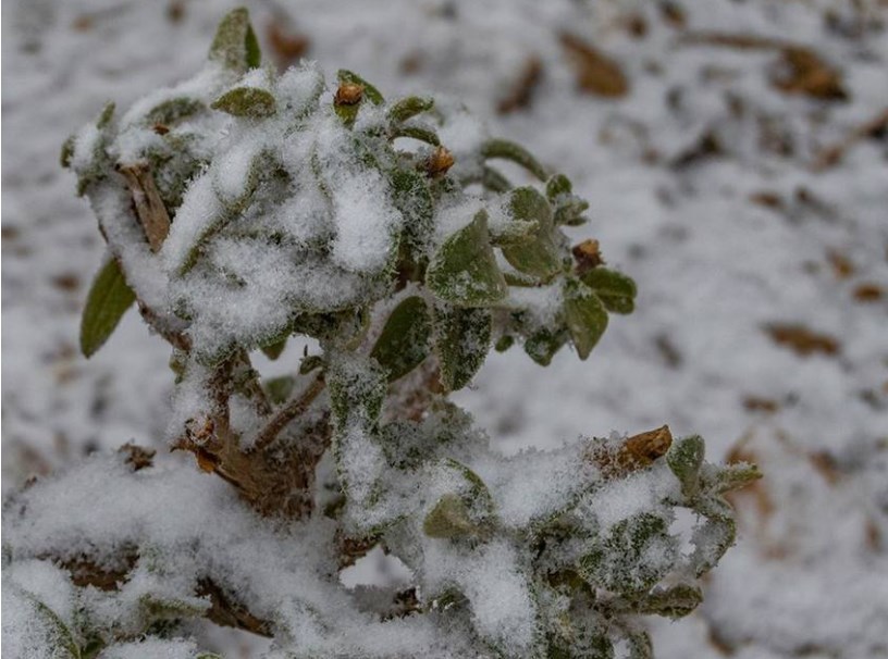 تساقط بعض الزخات الثلجية على بعض