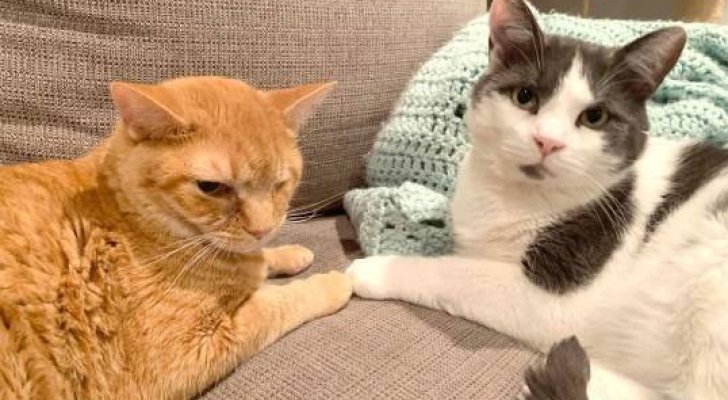 أمريكية تؤسس دار عجزة للقطط (صور)