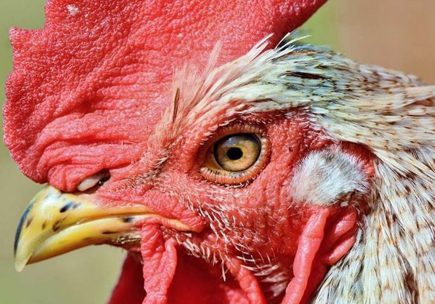 ديك شرس يقتل هنديا