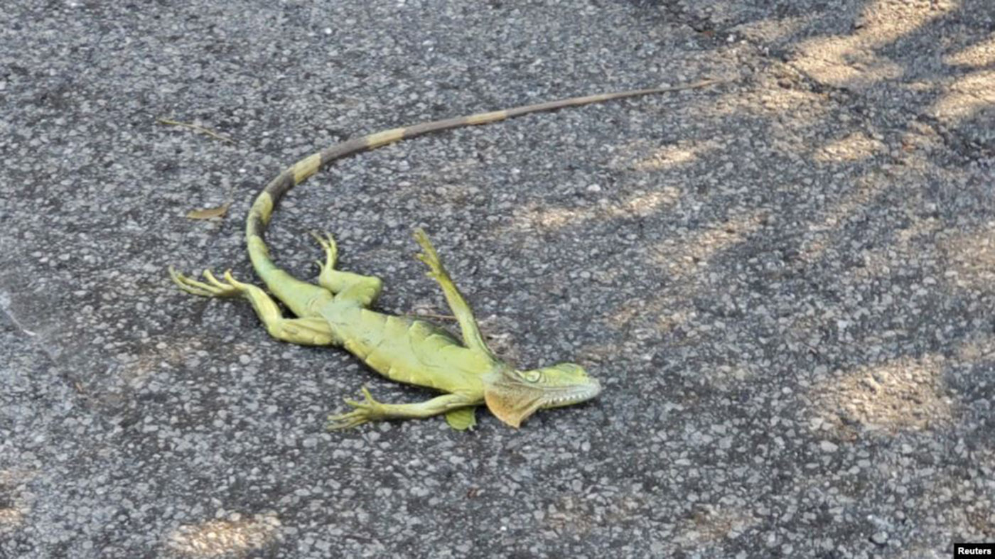 الأرصاد الجوية تحذر من تساقط زواحف