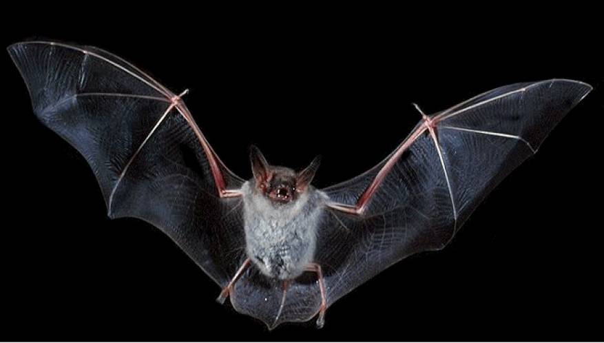 هل أكل الخفاش سبب لانتشار كورونا