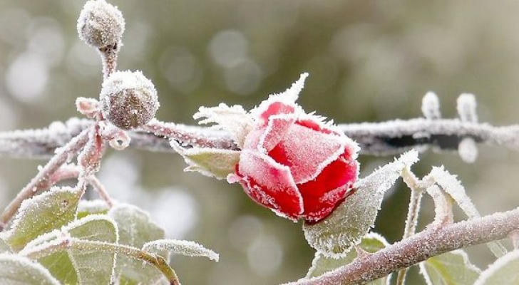 طقس مستقر وبارد نهارا وشديد البرودة