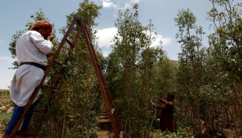 القات في الأردن.. . تجارة الكيف