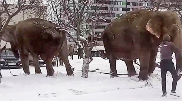 فيلان يهربان من السيرك للاستمتاع بالثلوج