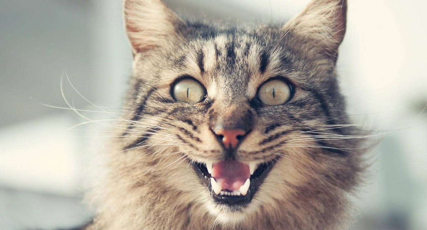 الهجرة إلى بلاد الغرب