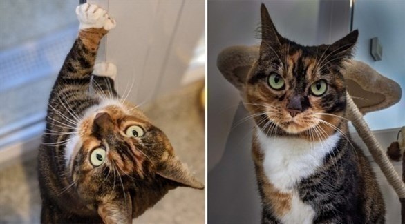 قطة بأصابع زائدة في مخالبها تبحث