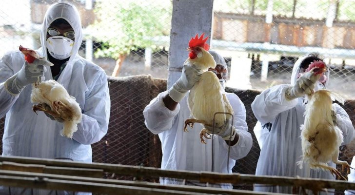 سلالتان إحداهما شديدة العدوى.. ظهور إنفلونزا