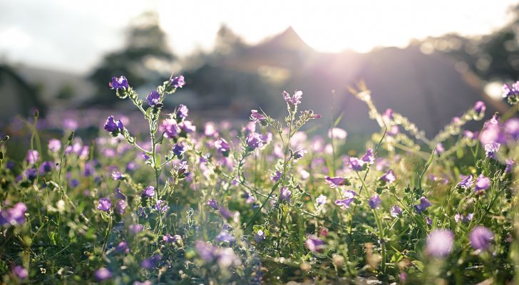 شباط.. هل تعرف سبب تسميته بهذا
