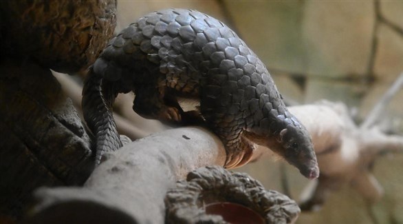 باحثون صينيون: آكل النمل الحرشفي عائل