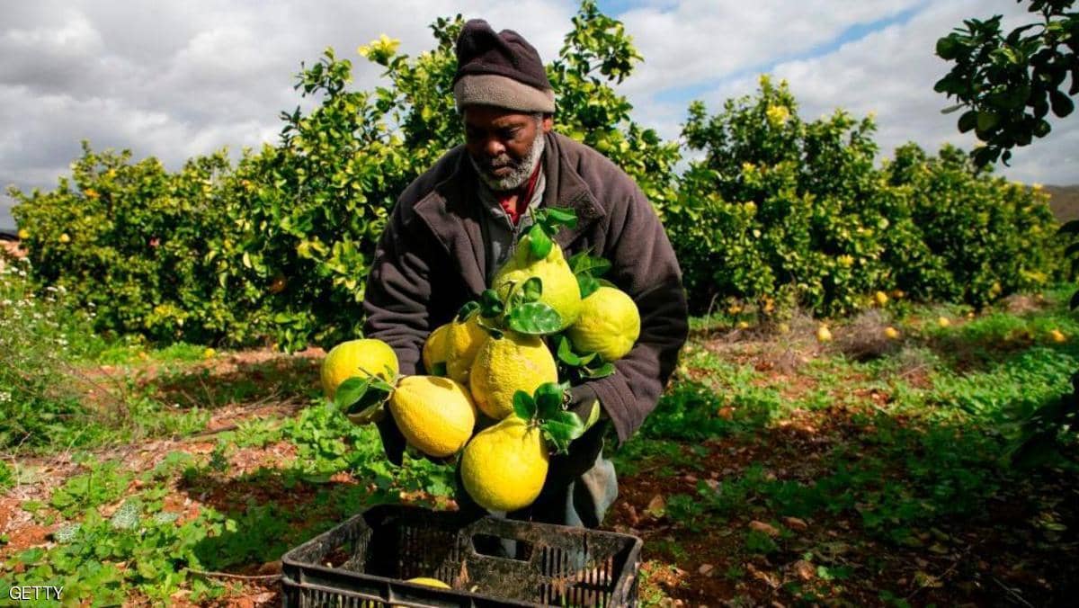 إسرائيل تمنع تصدير المنتجات الزراعية الفلسطينية