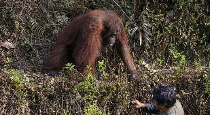 رد فعل غير متوقع لقردة شاهدت