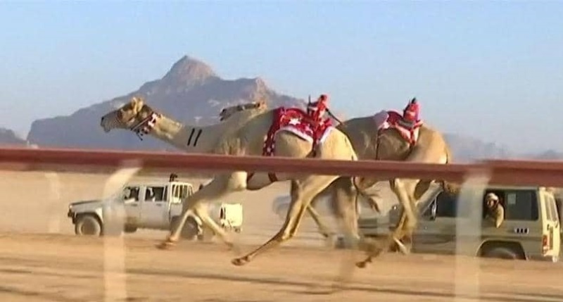 انطلاق اكبر مهرجانات سباقات الهجن في