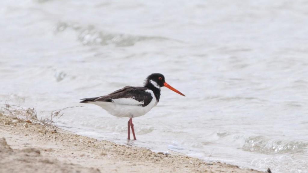 تسجيل نوع نادر من الطيور في