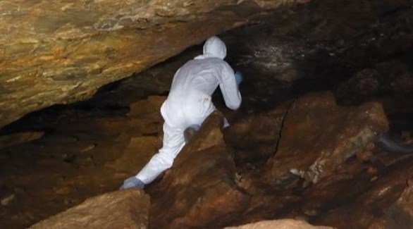 كهف خفافيش يحمل الأمل لعلاج فيروس