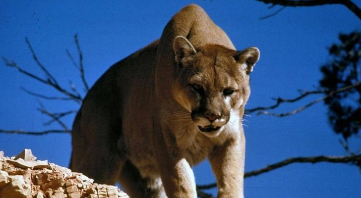 أسد ينقض على طفلة في أمريكا..