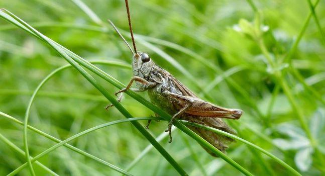 الجنادب الأميركية تتدرب على البحث عن