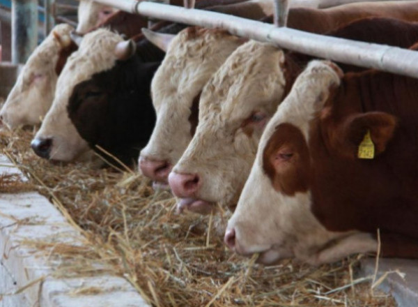 السلطة الفلسطينية توقف قرار مقاطعة استيراد