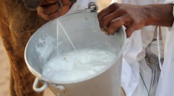 حليب النوق يقوّي المناعة ويحمي من