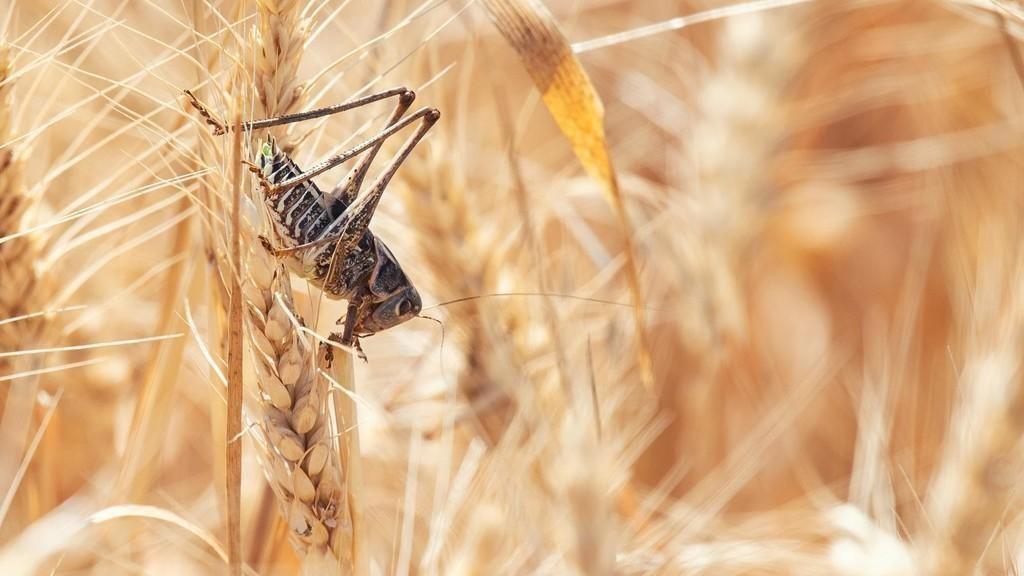 الزراعة: حركة الرياح ما زالت تدفع