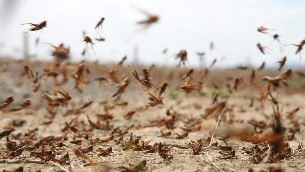 الزراعة: تهديد الجراد ما زال قائما