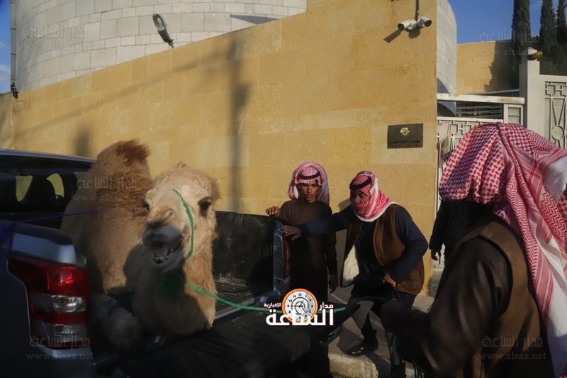 الأردني اليماني ينحر الابل ترحيبا بالشيخ
