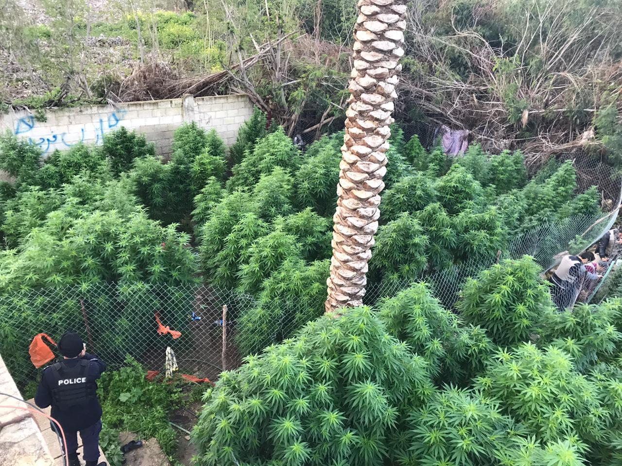 ضبط 1 طن من أشتال ’الماريجوانا