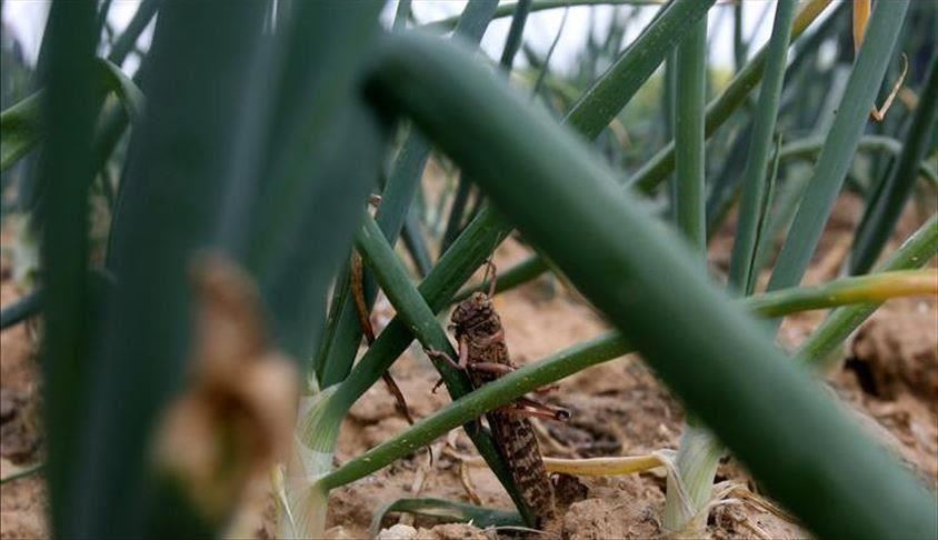 الصين ترسل جيشا من البط لباكستان