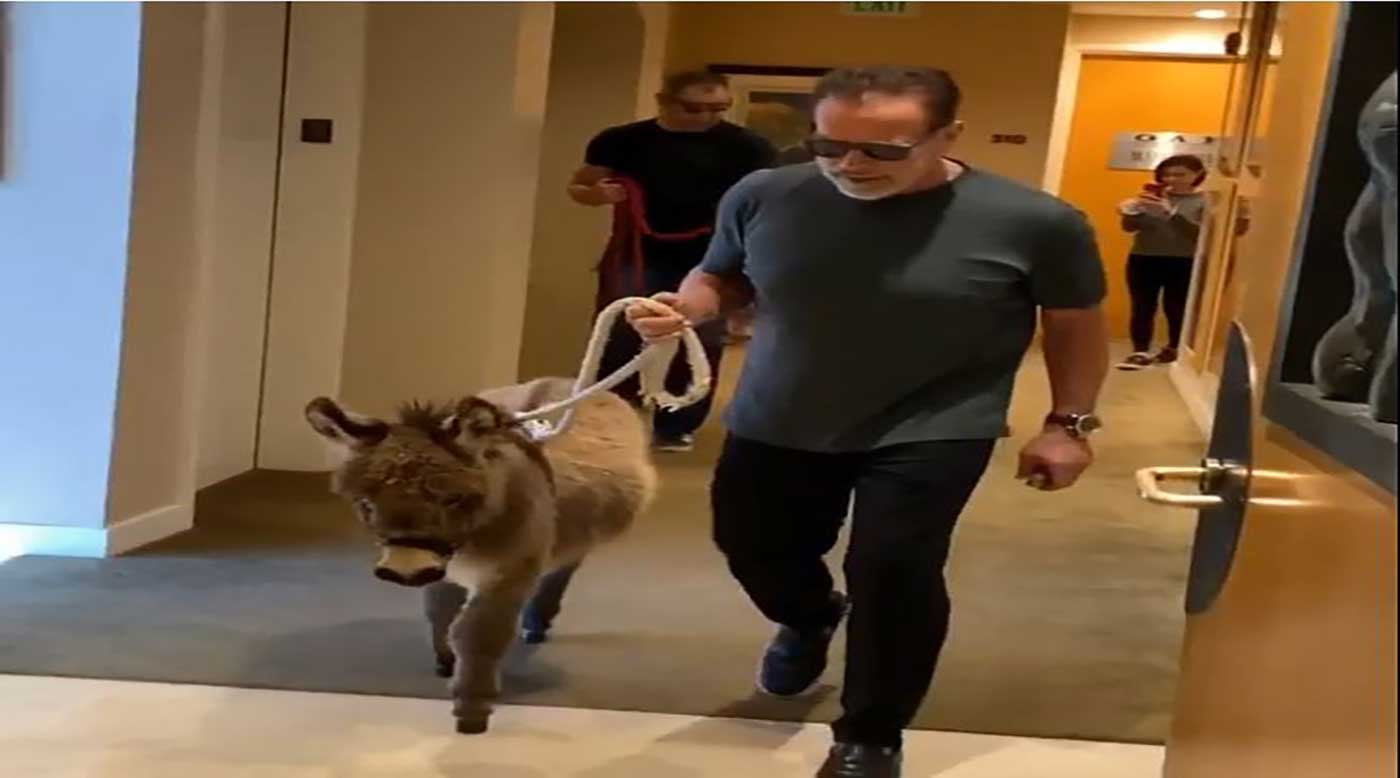 شوارزنيغر يقتني حمارا ويصطحبه إلى المكتب