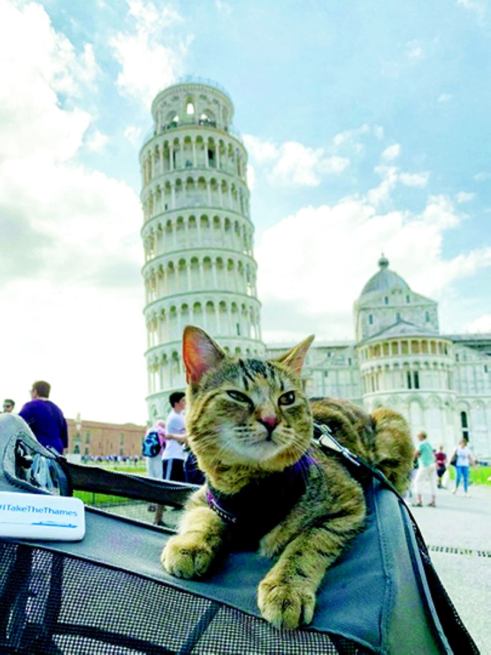 كيتا قطة تمضي سنواتها في السفر