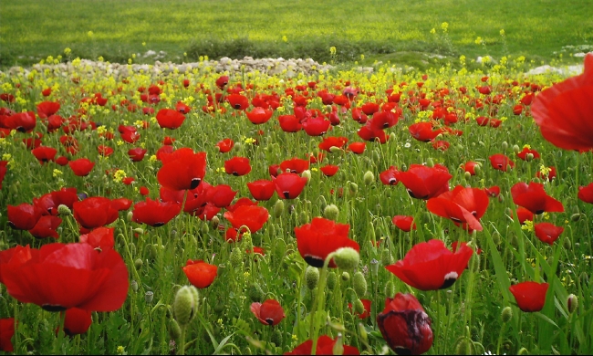 الزرقاء : تحسن نسبة الهطول المطري