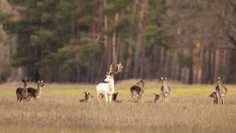 عمر الرجال أقصر من النساء