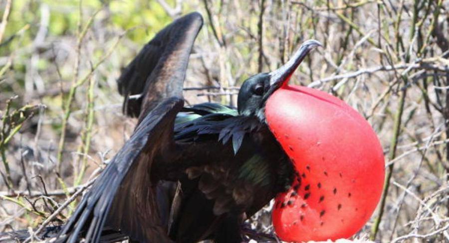 طير ’عجيب‘ ينام خلال التحليق