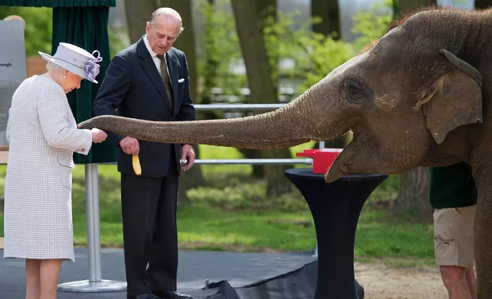 لقطات تظهر فرحة أنثى فيل أطعمتها