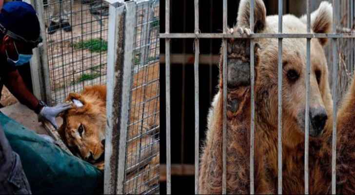 نقل ’سمبا ولولا‘ الحيوانين الناجيين من