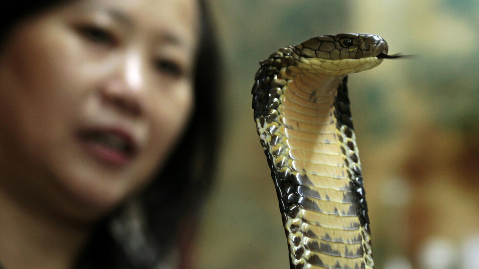 ولادة فيروس كورونا.. قصة أشبه بالخيال