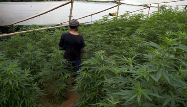 ضبط ’130 شتلة‘ ماريجوانا بمنزل في