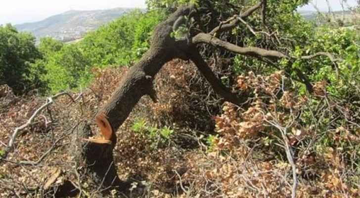 محافظ جرش يهدد المعتدين على الغابات