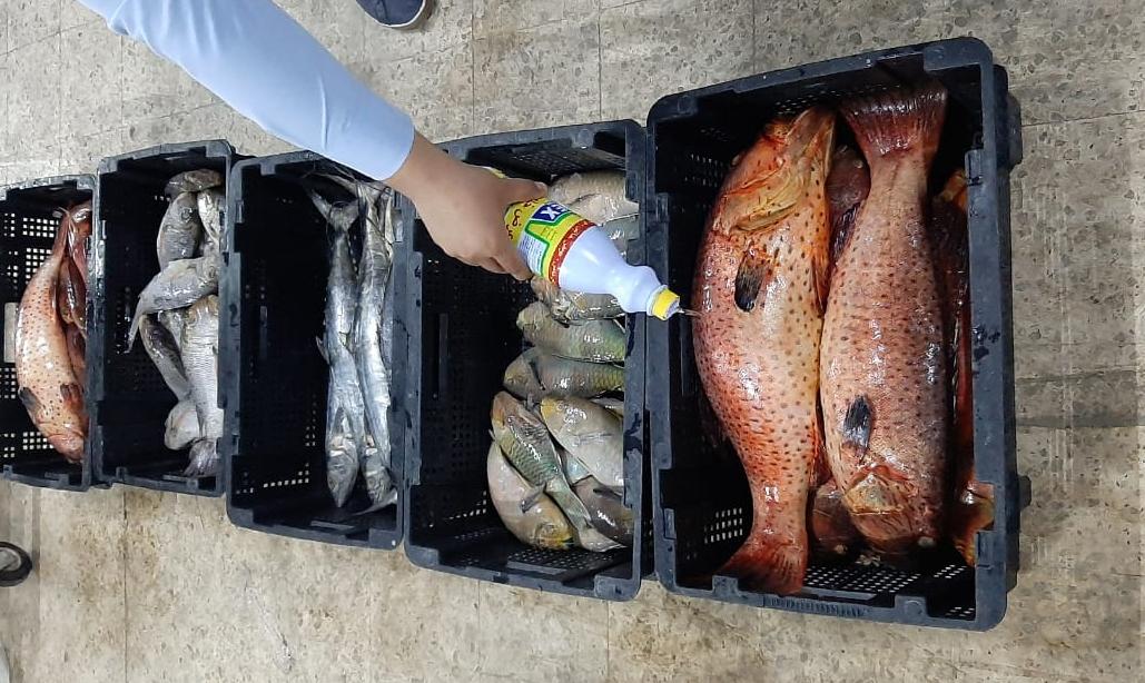 اتلاف 80 كغم أسماك في العقبة